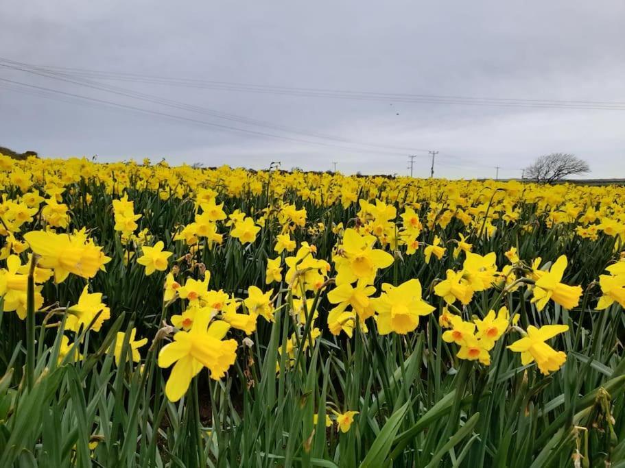 Cosy Country Getaway, 5 Mins From The Sea Villa Penzance Buitenkant foto